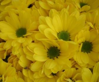 黃色的花朵