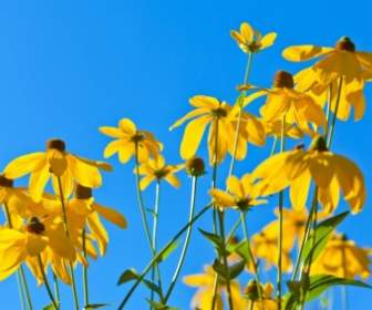 하늘에 대 한 노란 꽃
