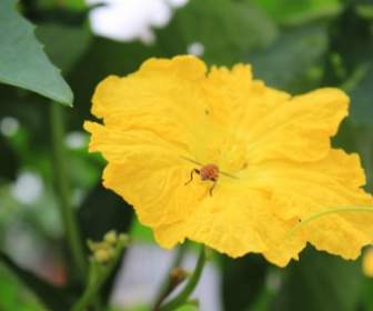 黃色的花朵絲瓜花蜜蜂