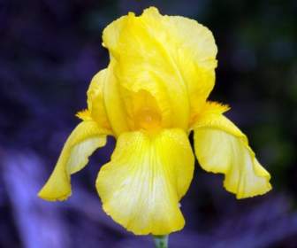 Iris Amarillo