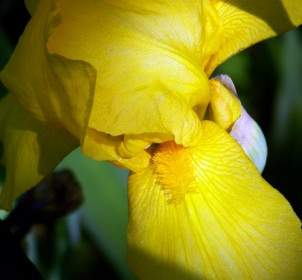 Gelbe Iris