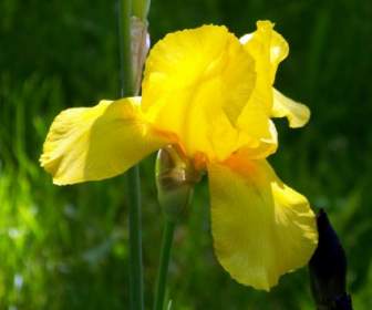Iris Mata Kuning