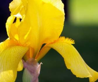 Iris Mata Kuning