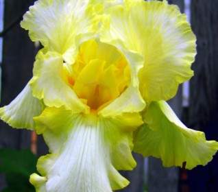 Gelbe Iris