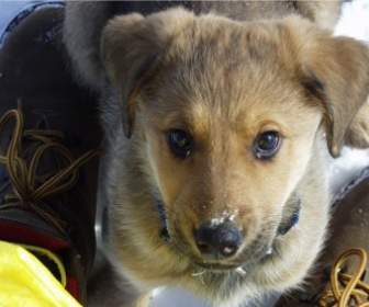 Cachorro De Labrador Amarillo