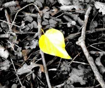 黃色的葉子