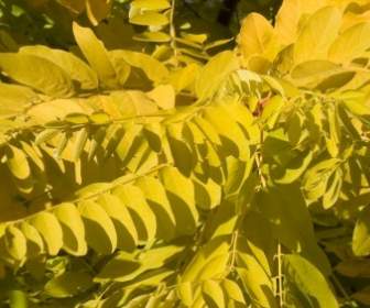 Gelbe Blätter