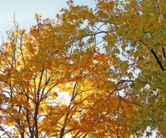 Gelbe Maple Leaves