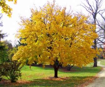 Kuning Maple Tree