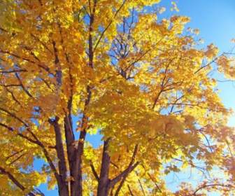 Kuning Maple Tree