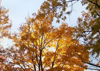 Cabang-cabang Pohon Maple Kuning