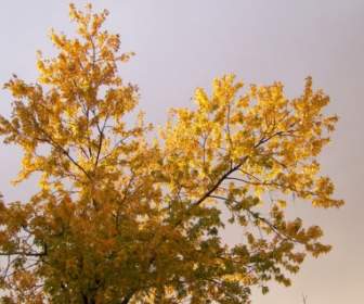 Cabang-cabang Pohon Maple Kuning