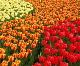 Yellow Orange And Red Tulips
