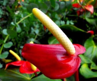Gelb-rote Blume