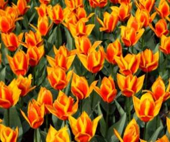 Sfondo Giallo Tulipano Rosso