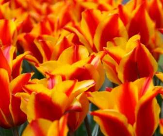 Tulipanes Rojos Amarillos
