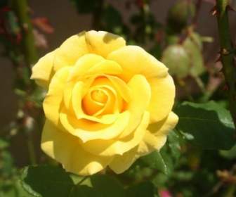 Mawar Kuning