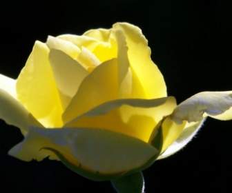 ดอกกุหลาบสีเหลือง
