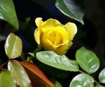 Mawar Kuning