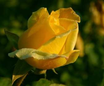 yellow rose flower nature