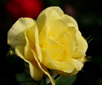太陽に照らされた黄色いバラ