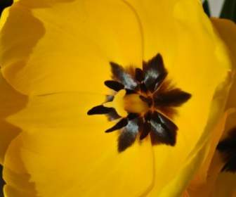 весна желтый тюльпан