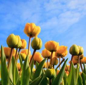 Cielo Y Tulipanes Amarillos