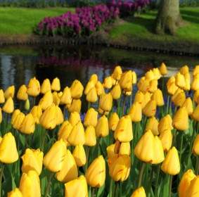 Yellow Tulips In Park