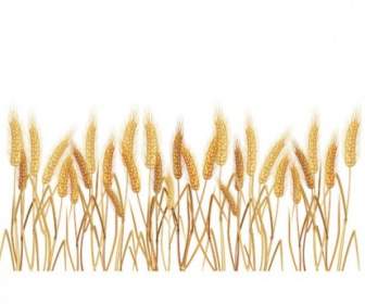黃小麥向量