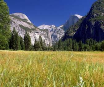 Yosemite National Park Landscape Field