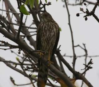 Young Hawk In Einem Baum