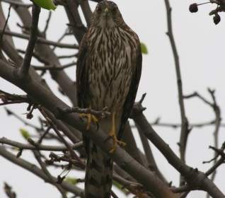 Young Hawk In Einem Baum