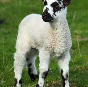 年輕的綿羊