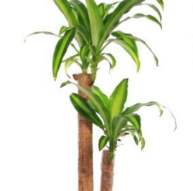 유카 식물