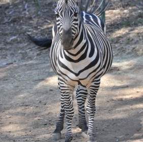 Garis-garis Hitam Putih Zebra Zebra