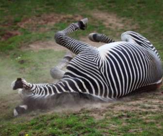 Zebra Im Staub