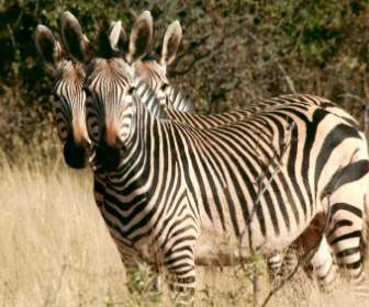 Hewan Liar Zebra Namibia