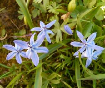 Flor Estrella Azul Zilla