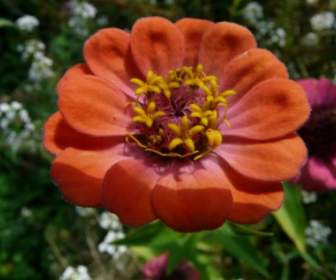 Fleur De Zinnia Coloré