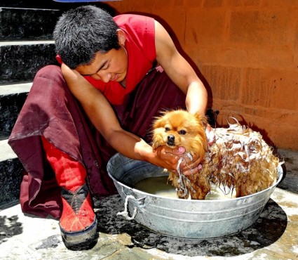 Tybet człowiek pies