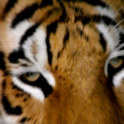 лицо тигра