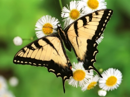 animais de borboletas de papel de parede de borboleta de swallowtail do tigre
