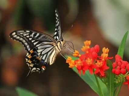 วอลล์เปเปอร์เสือ swallowtail butterflies สัตว์