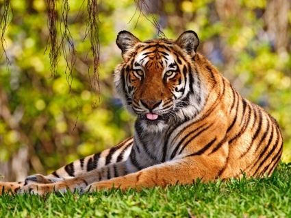 Tiger Zunge Tapete-Tiger-Tiere