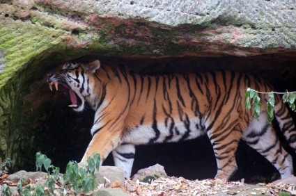 wildcat gatto tigri