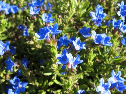 piccoli fiori blu