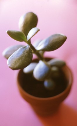 小小的植物