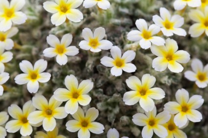pequenas flores brancas amarelas