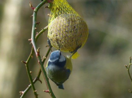 藍雀雀 cyanistes caeruleus