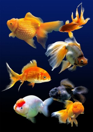 hd goldfish. PSD a strati